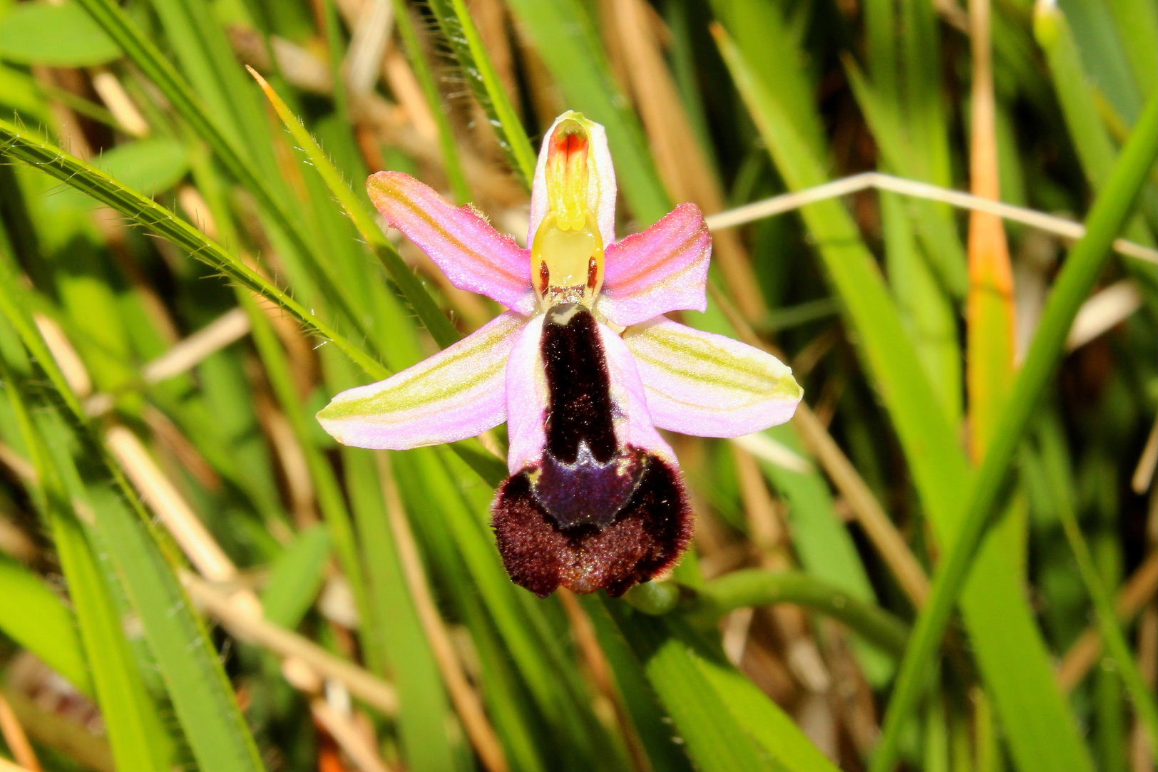 Lusus di Ophrys bertolonii